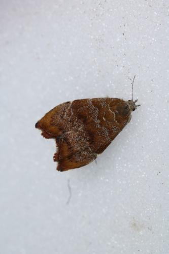 Réf. 260 272 : Choreutis nemorana